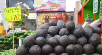 Precio del aguacate por los cielos; comercios playenses se ven afectados