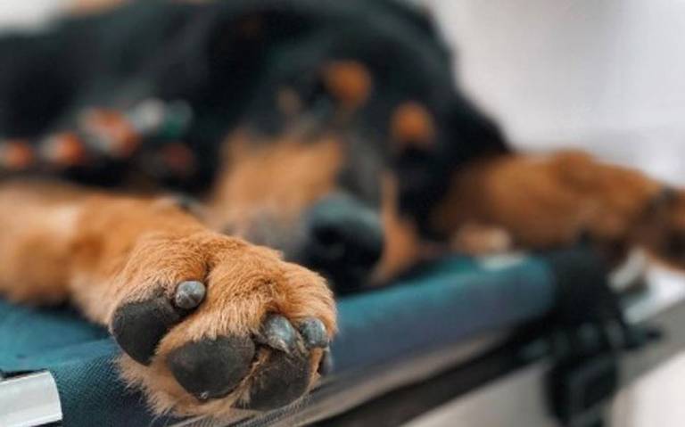 Interpondrán queja contra ayuntamiento por maltrato animal