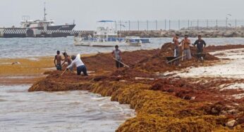 Sargazo redujo el flujo de turístico en Playa del Carmen