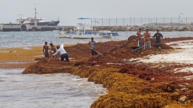 Sargazo redujo el flujo de turístico en Playa del Carmen