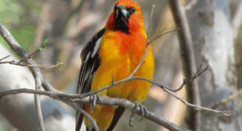 Piden cuidar aves del bosque La Primavera en Jalisco
