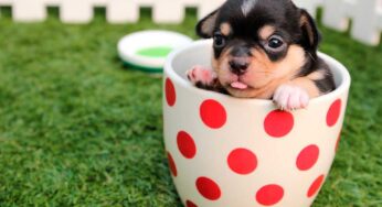 ¿Quieres una mascota? Debes tomar en cuenta todos estos gastos