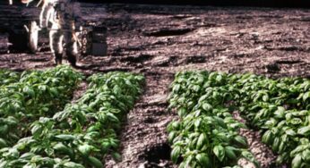 ¿Plantas en la luna? Científicos presentan estudio