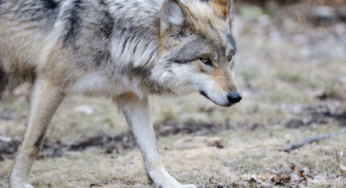 Niño pierde el brazo tras mordida de lobo en zoológico de Neza