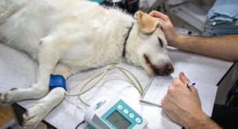 Aumentan casos de perros intoxicados con cannabis