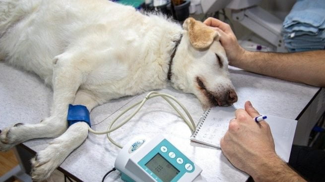 Aumentan casos de perros intoxicados con cannabis