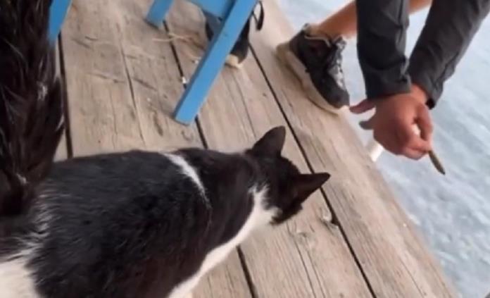 Investigan a sujeto que pateo a gatito hacia el mar