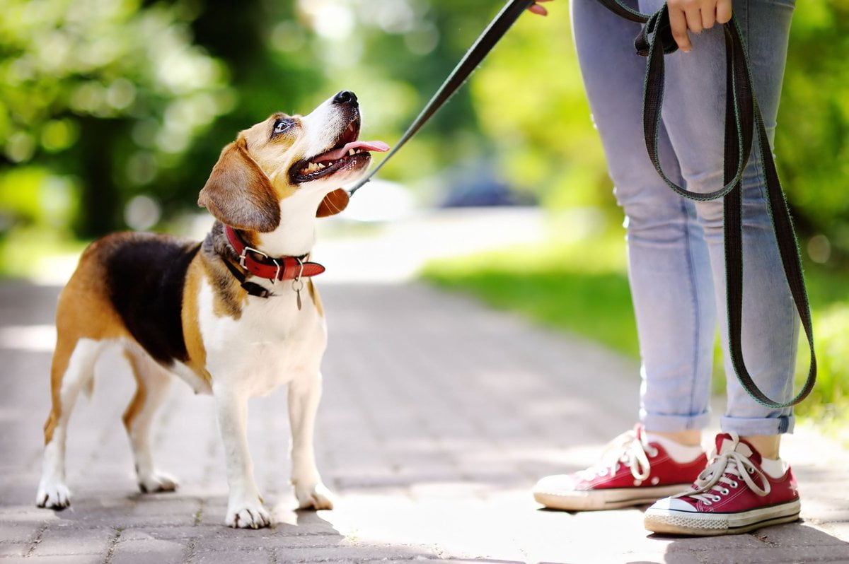 Invitan en Cancún a participar en la carrera “Patitas a Correr”