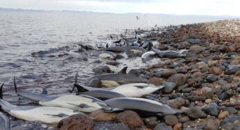 Guerra entre Rusia y Ucrania ha matado más de 80 delfines