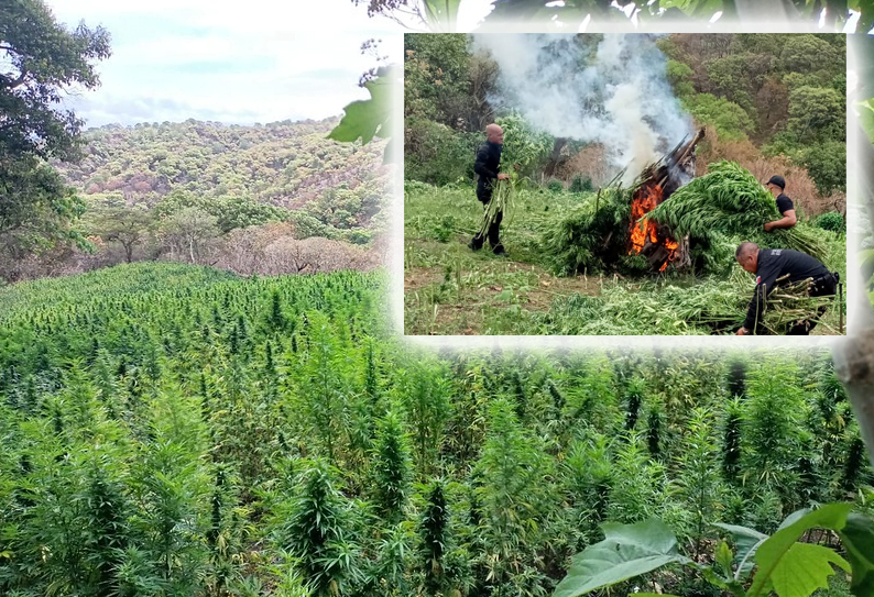 Destruyen 58 mil plantas de marihuana en Jalisco