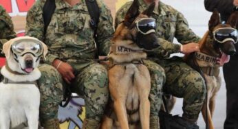 Buscan a desaparecidos por Agatha con perros entrenados