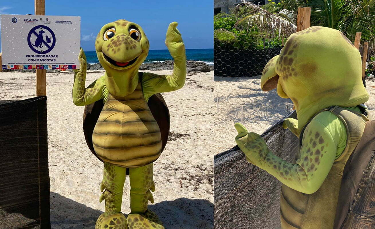 Tortuga marina prioridad para el gobierno de Isla Mujeres