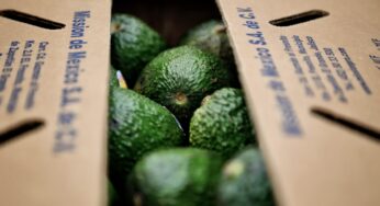 Estados Unidos aprueba ingreso de aguacate jalisciense