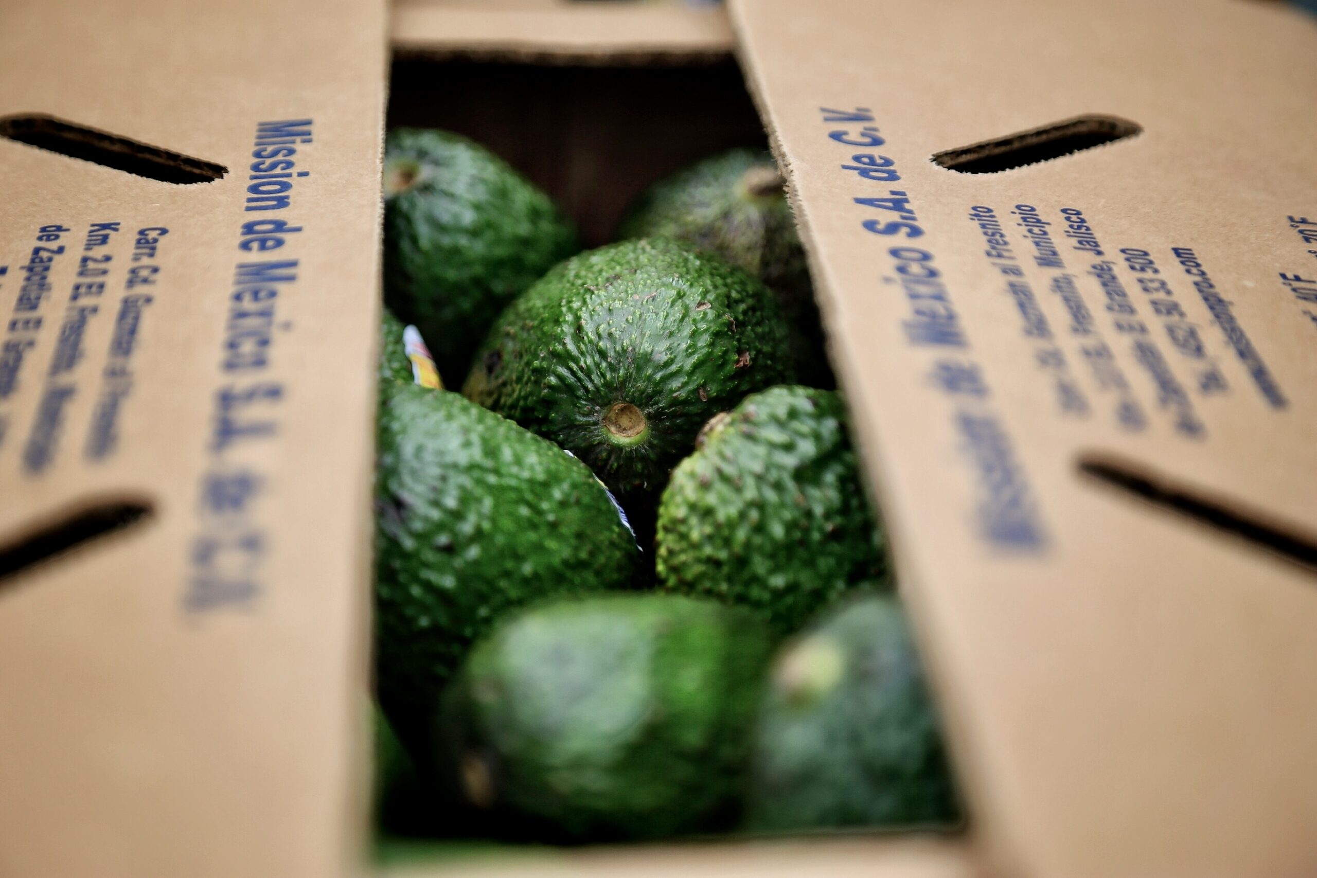 Estados Unidos aprueba ingreso de aguacate jalisciense