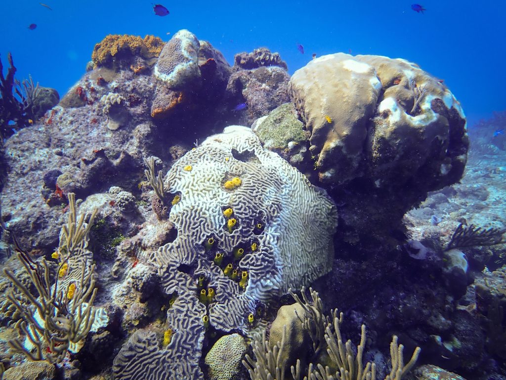 Provoca enfermedad pérdida de corales en el Caribe Mexicano