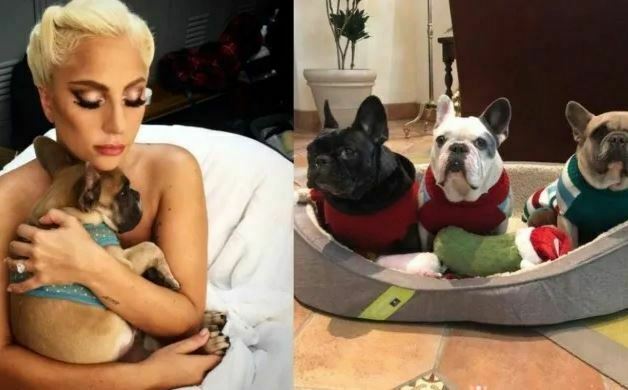 Recompensa por secuestrador de los perros de Gaga