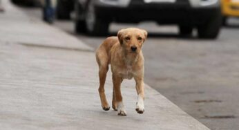 Advierten sobre riesgo de golpe de calor en mascotas