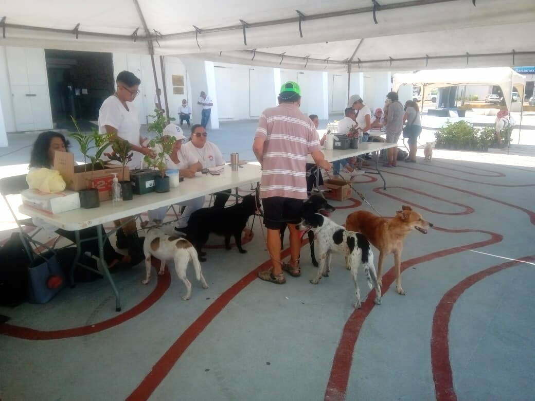 Solo el 30% de perros y gatos son desparasitados y vacunados