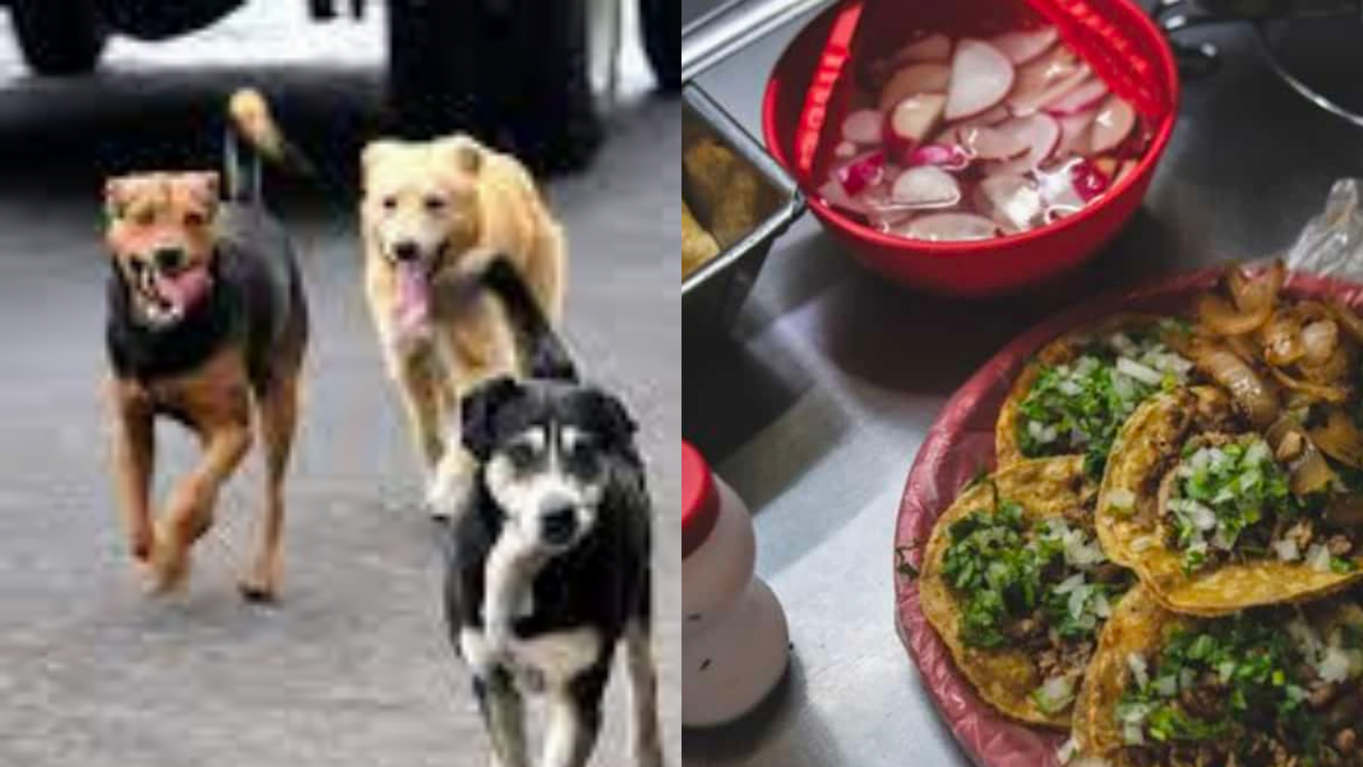 ¿Cómo saber si estás comiendo taquitos de perro?