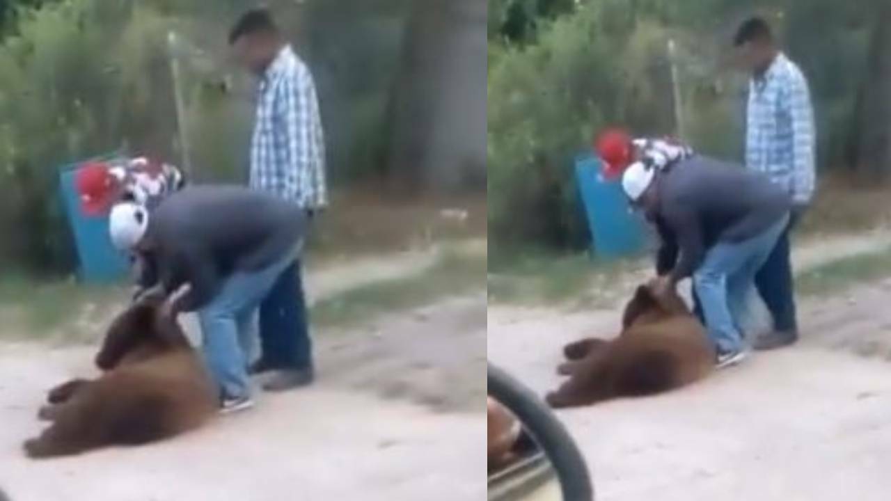 Oso que buscaba comida es asesinado por pobladores en Sonora