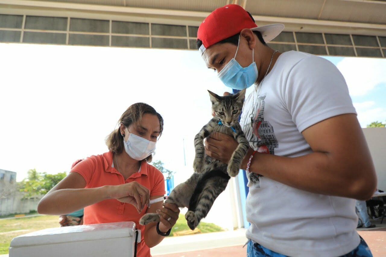 Solidaridad se prepara para jornada de vacunación antirrábica felina y canina