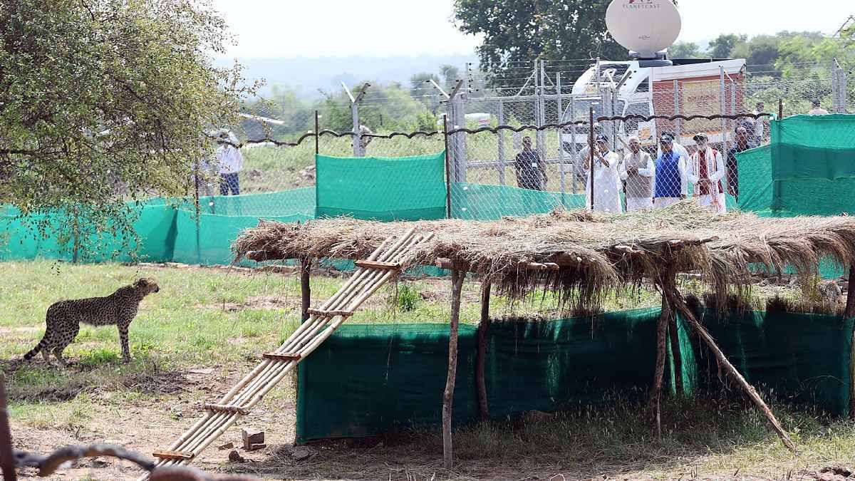Liberan a guepardos en India, tras 70 años de su extinción