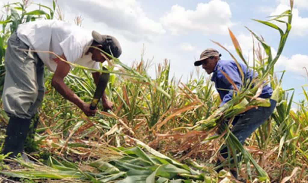Avanza 18% censo Agropecuario en Q. Roo