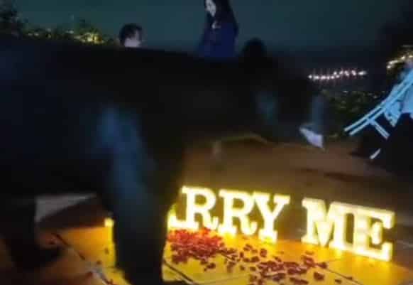 VIDEO: Oso interrumpe propuesta de matrimonio en Nuevo León