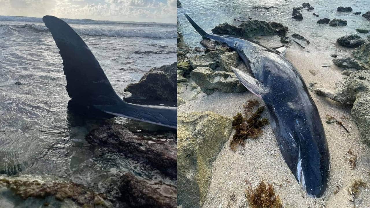 Encuentran orca negra sin vida, en una playa de Cozumel