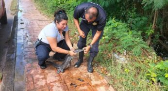 Rescatan a cría de cocodrilo en el bulevar Bahía de Chetumal