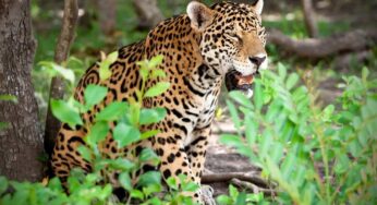 Anuncian asociaciones civiles celebración del ‘Mes del Jaguar’