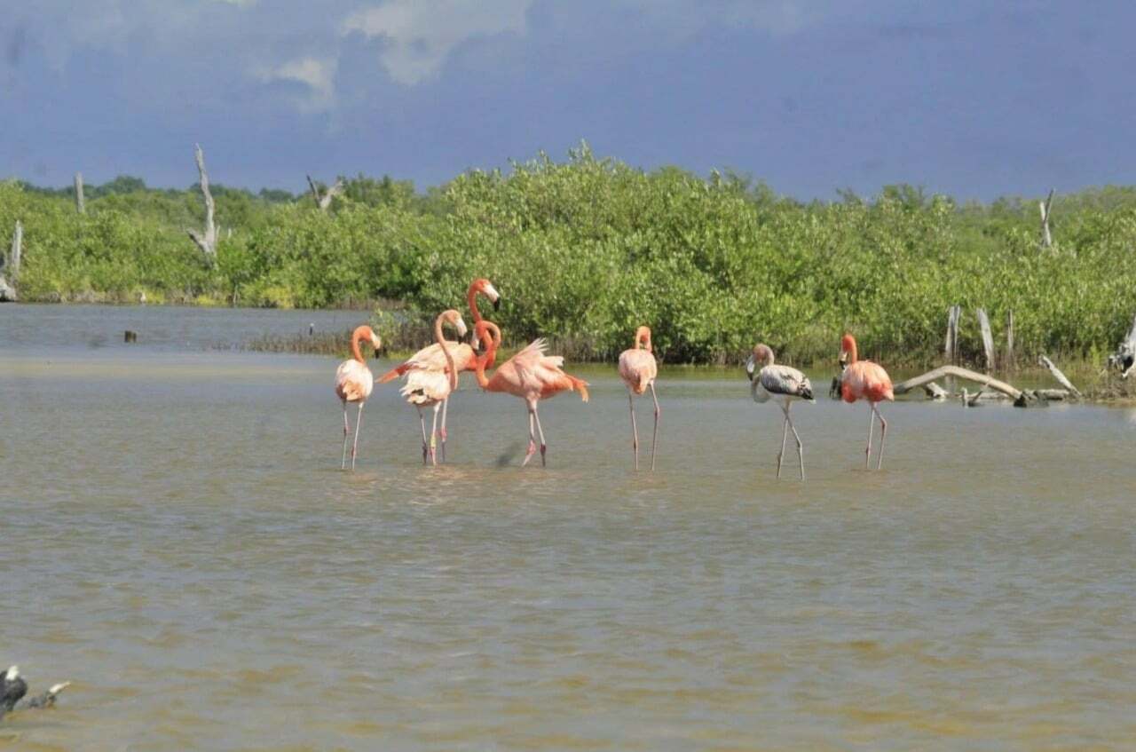 Llegan primeros flamencos de la temporada invernal a Cozumel