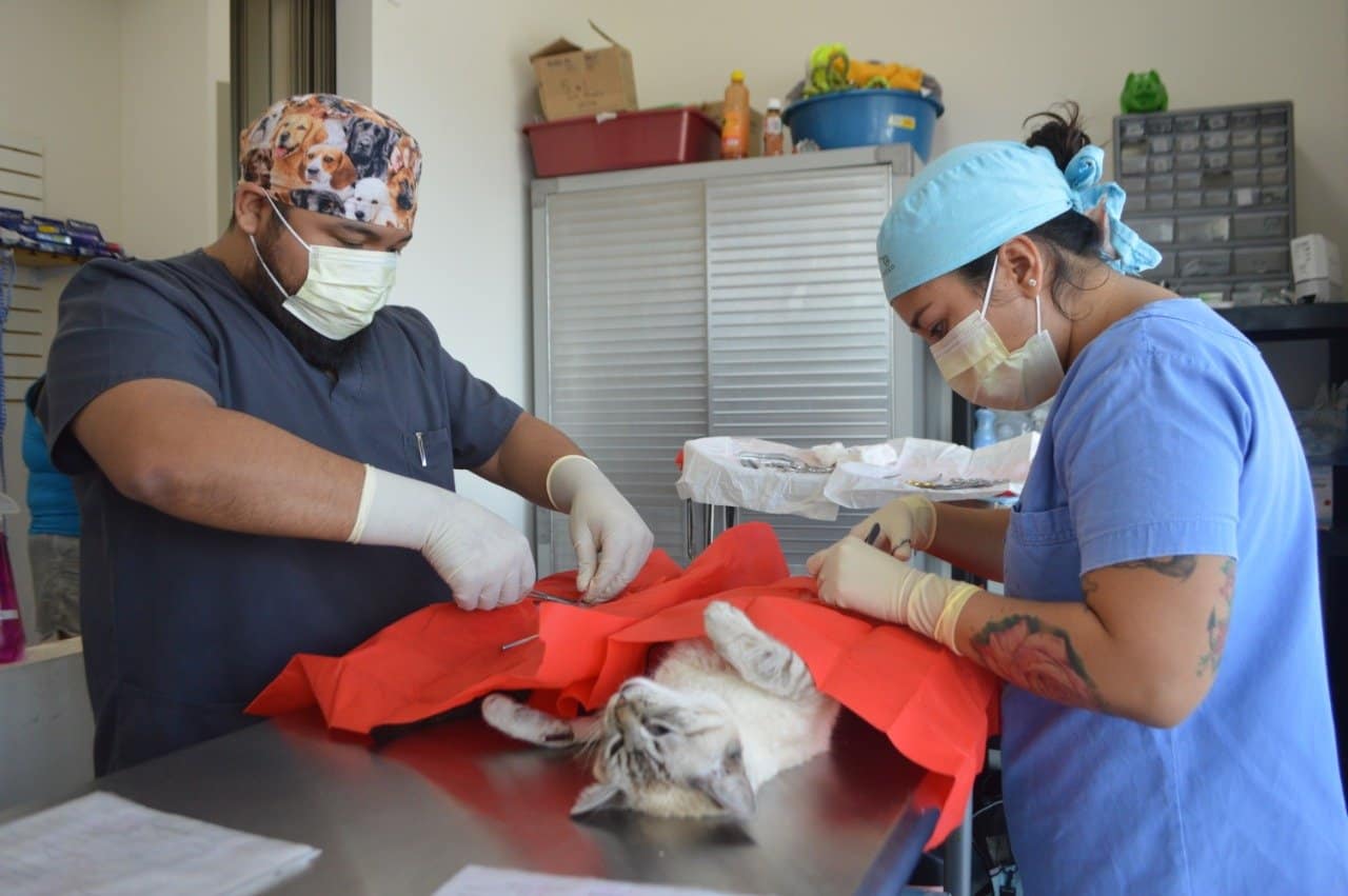 Llevarán campaña de esterilización canina a la Zona Continental