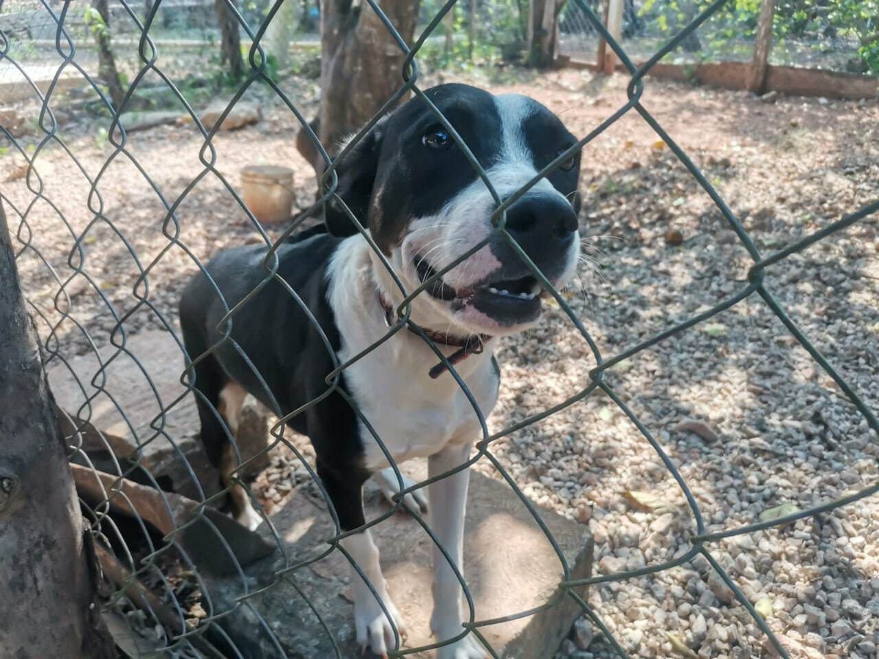 Veterinaria advierte que pirotecnia puede causar incluso la muerte de mascotas