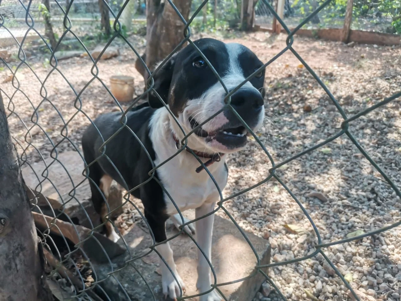 Veterinaria advierte que pirotecnia puede causar incluso la muerte de mascotas