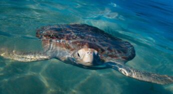 Declara Semarnat a Isla Contoy como santuario de tortugas