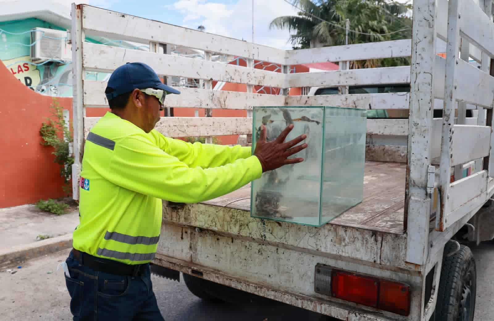 Promueven cuidado del medio ambiente en Isla Mujeres