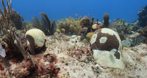 Enfermedad de síndrome blanco llega a niveles ‘criticos’ en el Caribe Mexicano