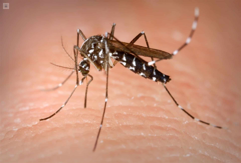 Suma José María Morelos 5 casos confirmados de dengue