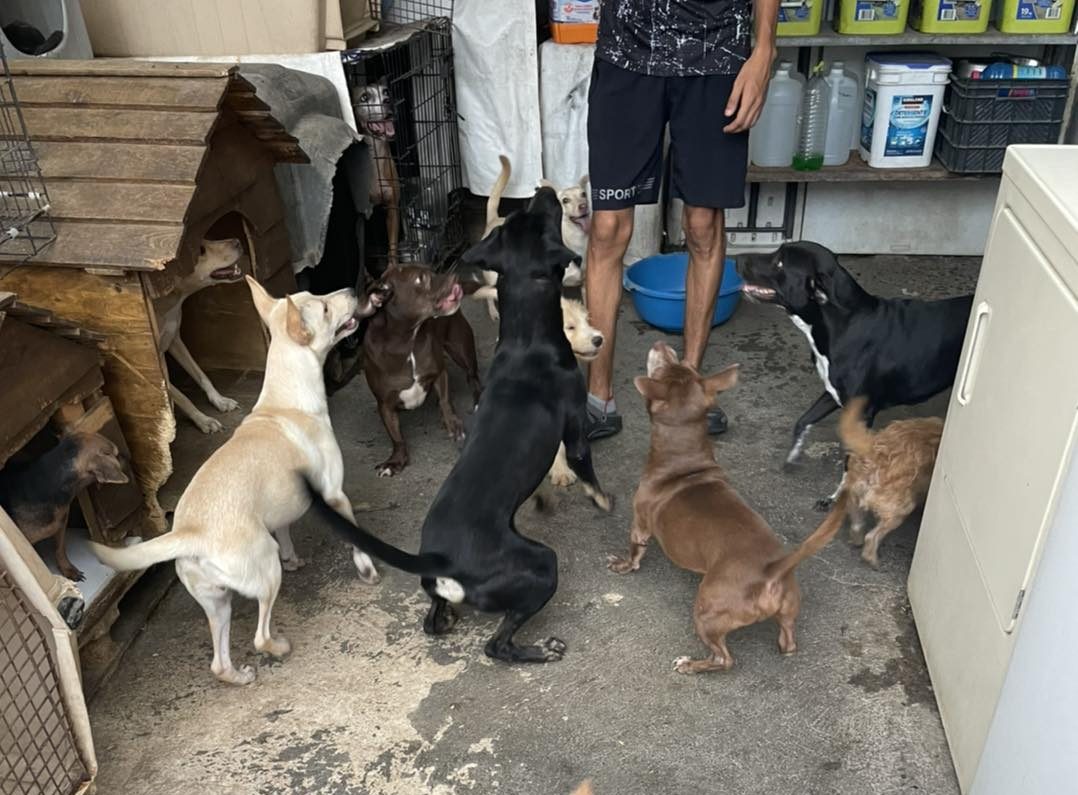 Donan alimento envenenado a refugio de animales
