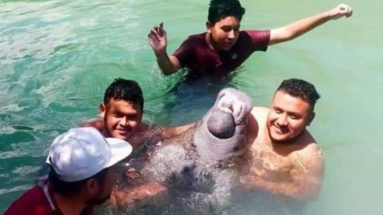 Investiga PROFEPA a quienes maltrataron a ‘Daniel’ el manatí
