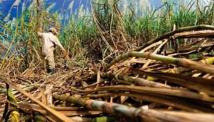 Cañeros se enfocan en sumar más producción en Chetumal