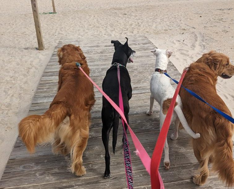 Denuncian envenenamiento masivo de perros y gatos en Chiquilá