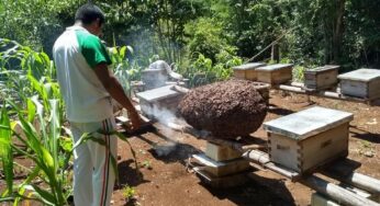 Agroquímicos ponen en riesgo la soberanía alimentaria: experta