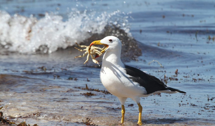 Extraña enfermedad mata miles de aves en Chile