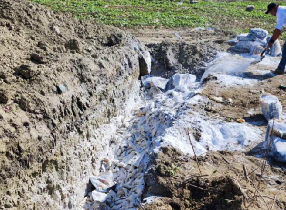 Más de 2 mil 500 toneladas de peces muertos fueron enterrados en Hidalgo