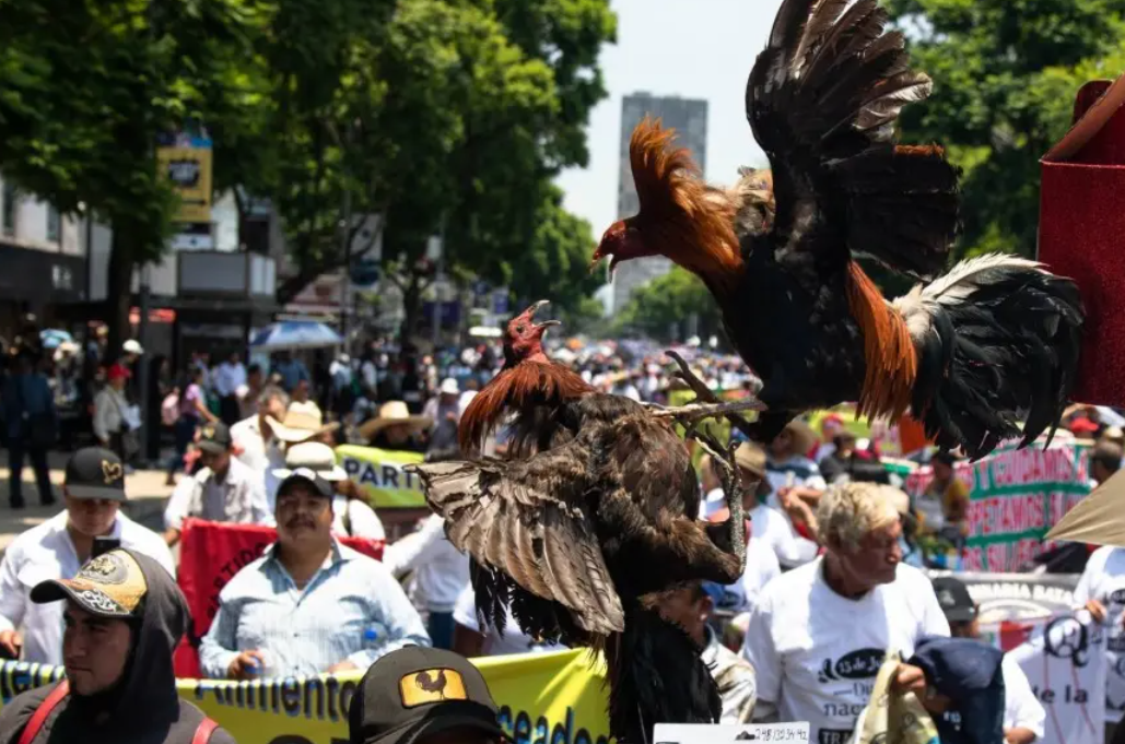 Marchan a favor de las corridas de toros y peleas de gallos en CMDX
