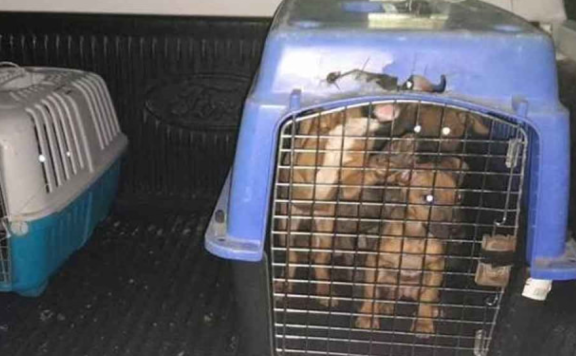 Multan a criadero de perros por maltrato animal en Nuevo León