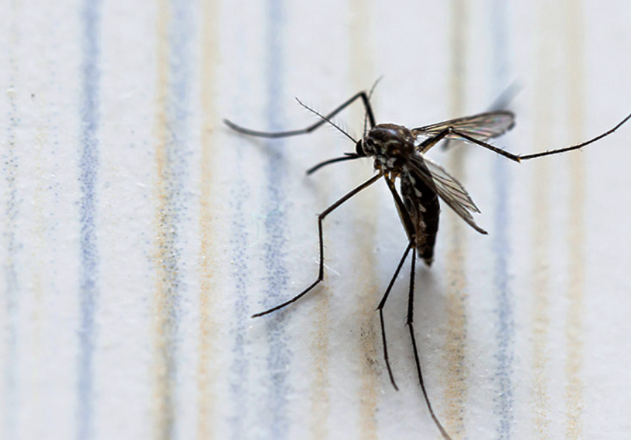 Dengue en México, tema de salud pública