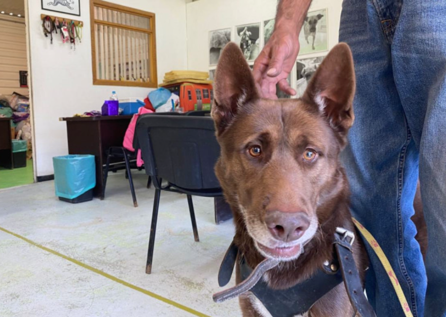 Perro rescatado de las vías de la Línea 12 del Metro regresó con su dueño